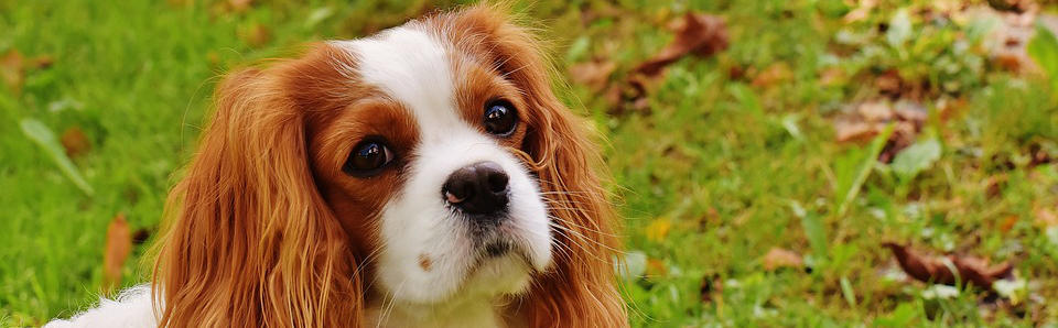 A photo of a cavalier spaniel dog in the grass